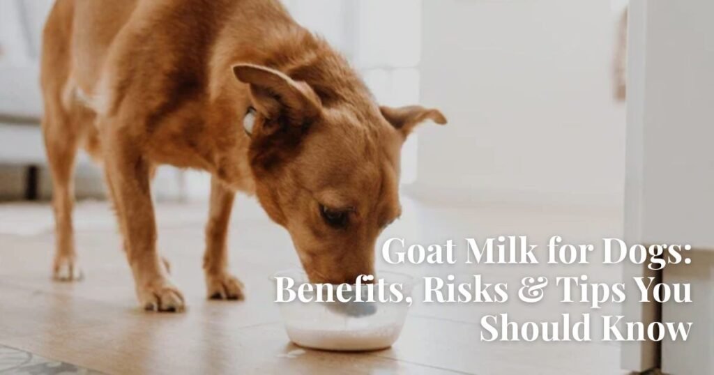Goat Milk for Dogs