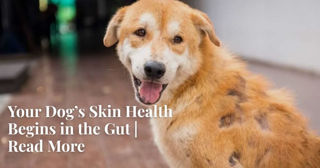 dog gut health