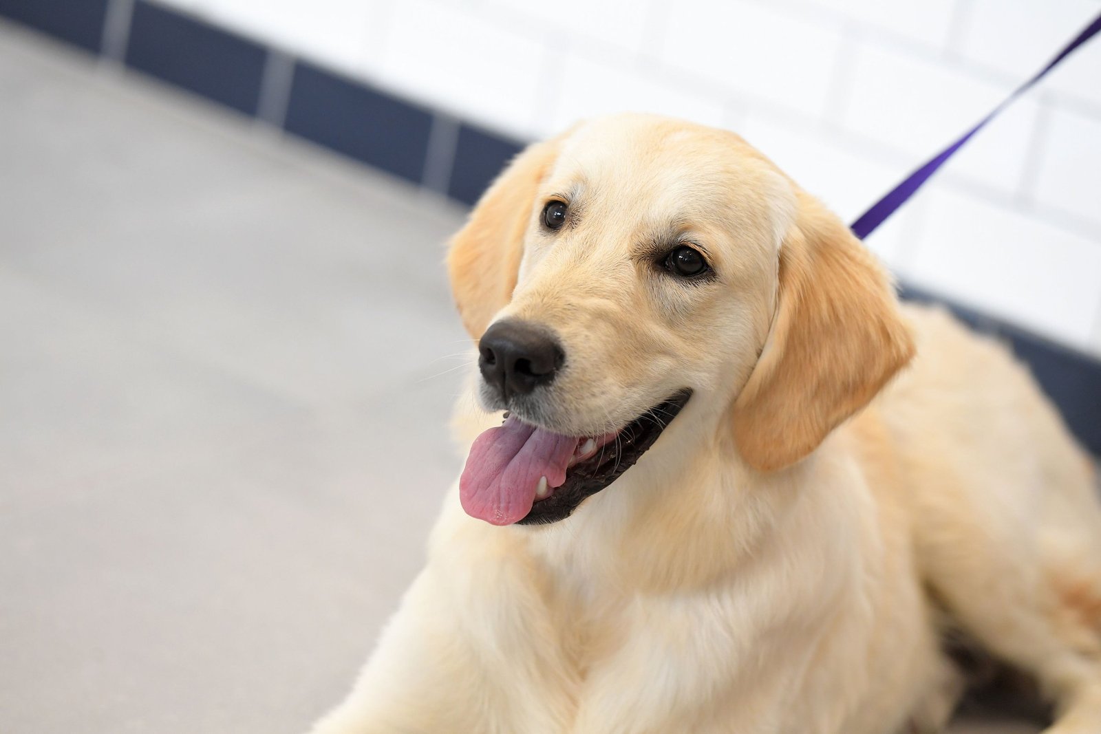 How Pet Food Can Impact Your Dog’s Skin and Coat Health