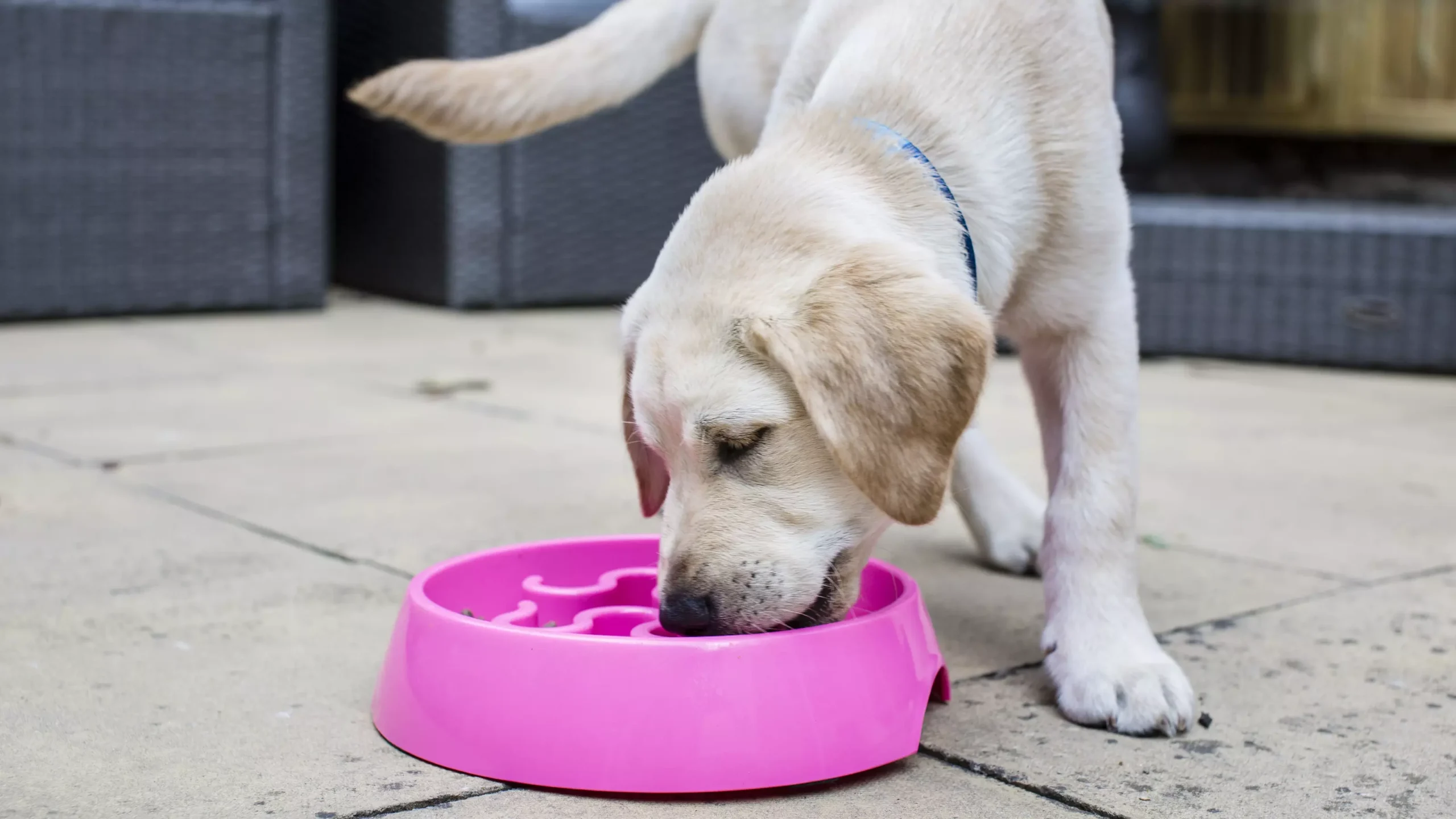 What’s The Best Dog Food for Puppies and Growing Dogs?