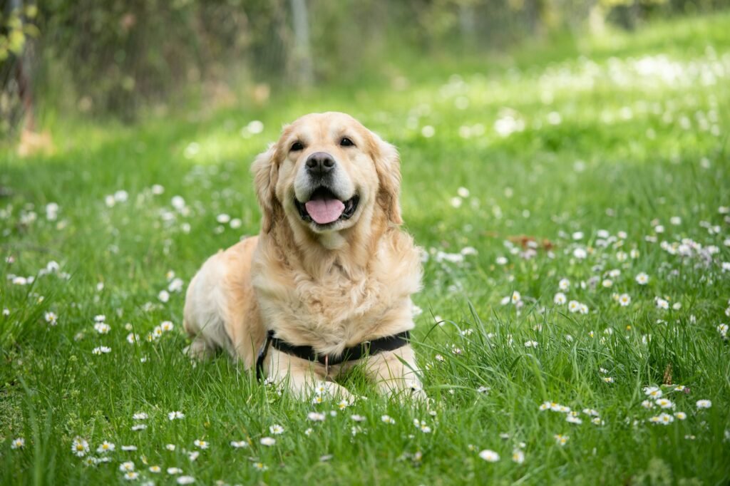 Dog Skin Allergies