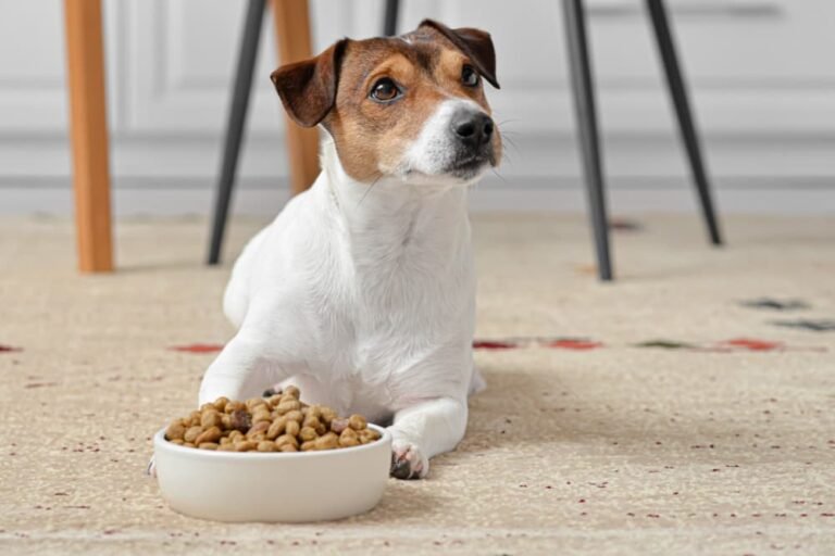 Why You Should Feed Your Pets a Mix of Wet and Dry Food