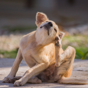 Why Your Dog’s Skin Health Starts with Their Gut