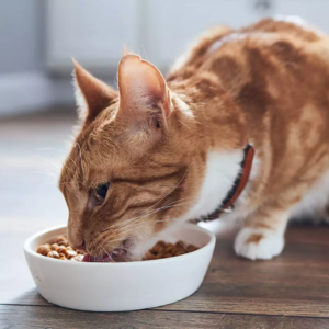 Cracking the Kibble Code: Finding your Cat’s Inner Foodie with the Purrfect Diet