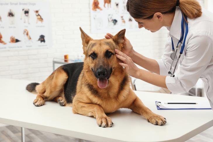 Consult with your veterinarian