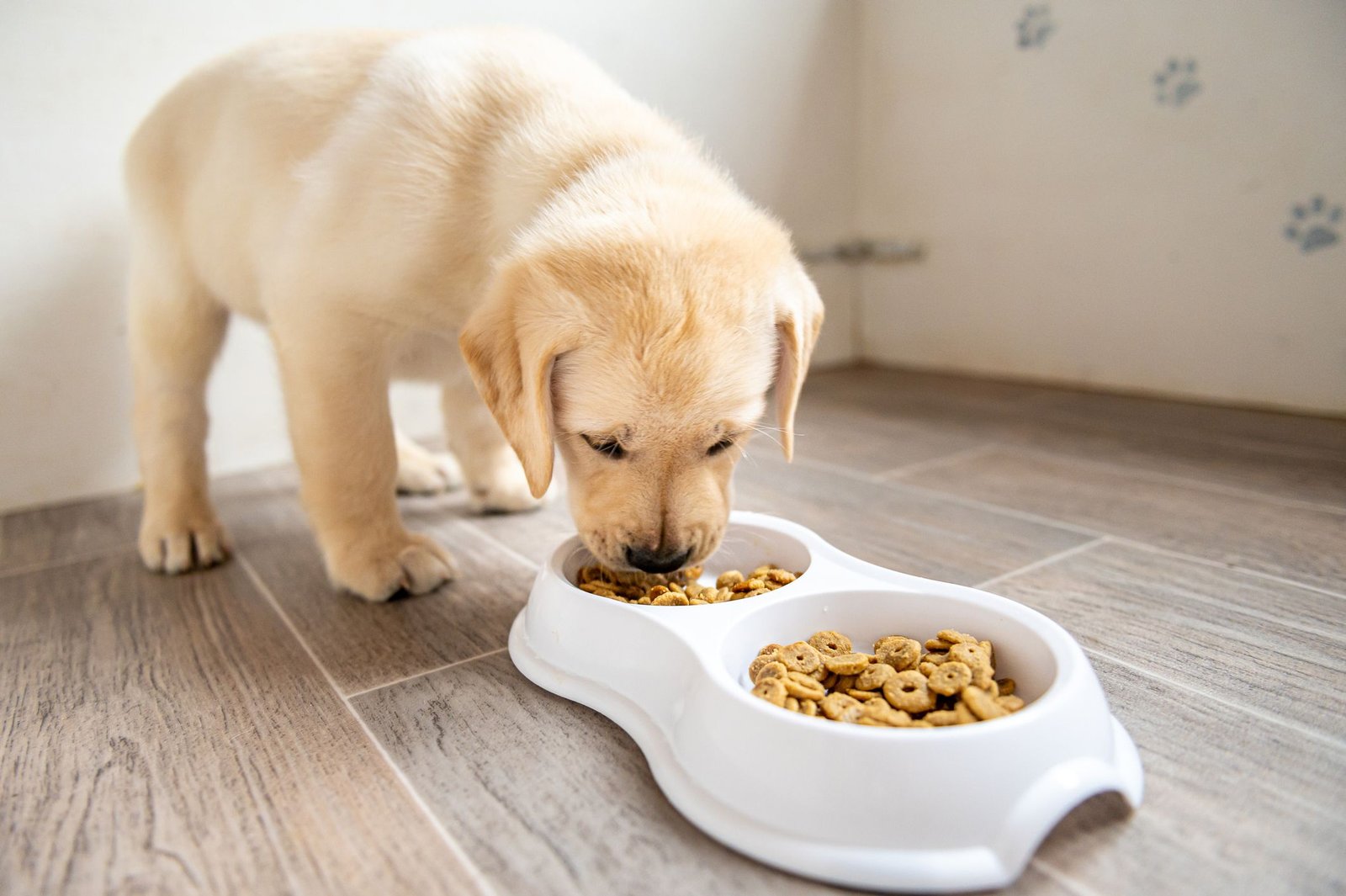 dog food