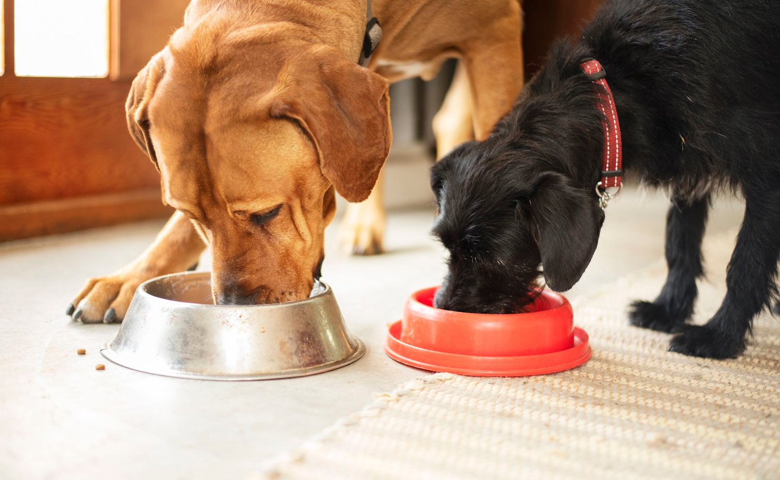 dog gut health 