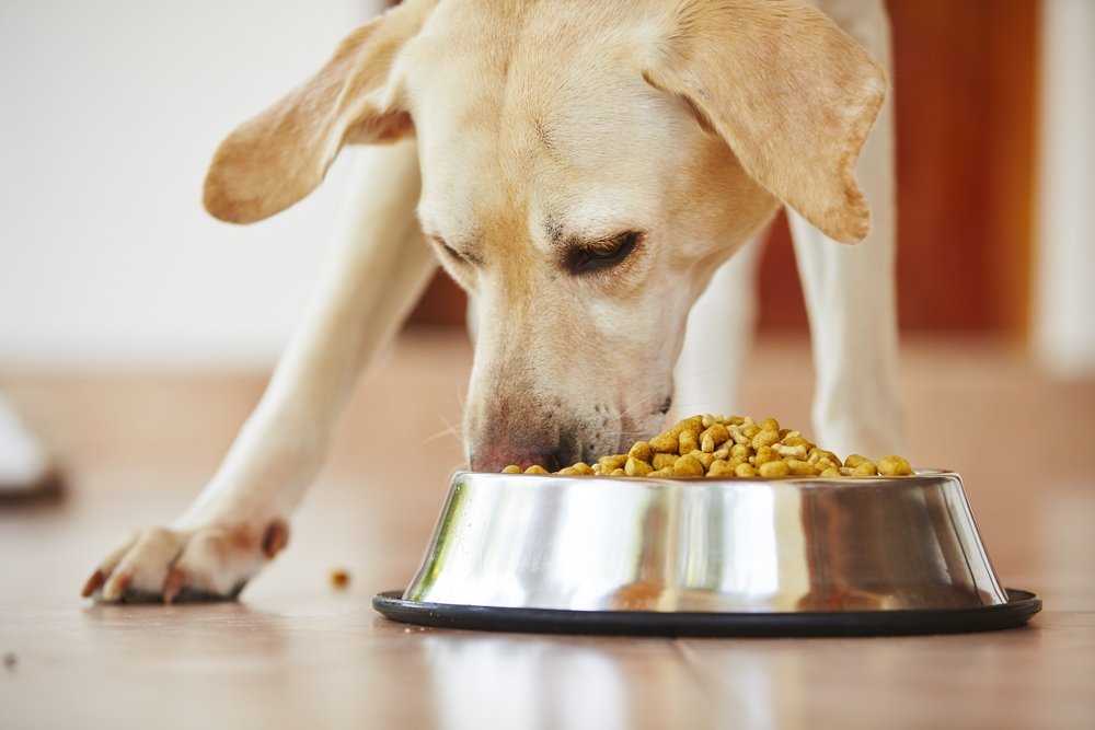 dog eating food