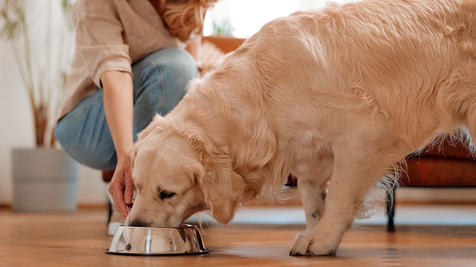 dog food 