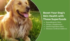 dog skin health