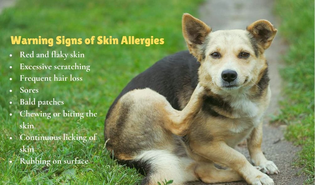 dog skin 