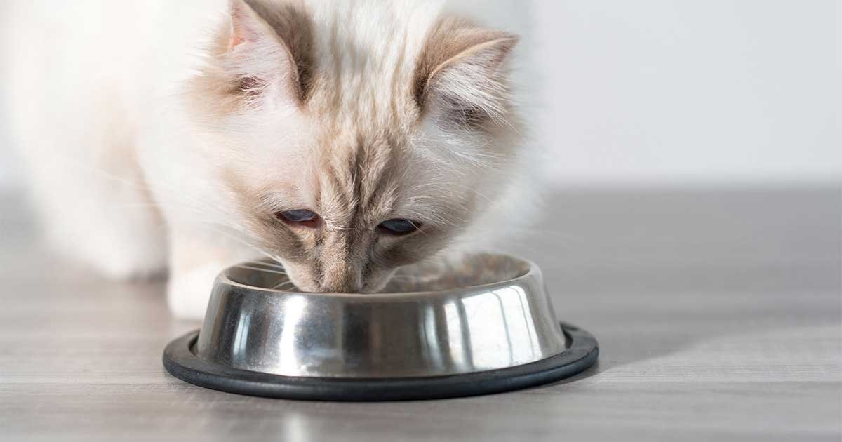 cat food