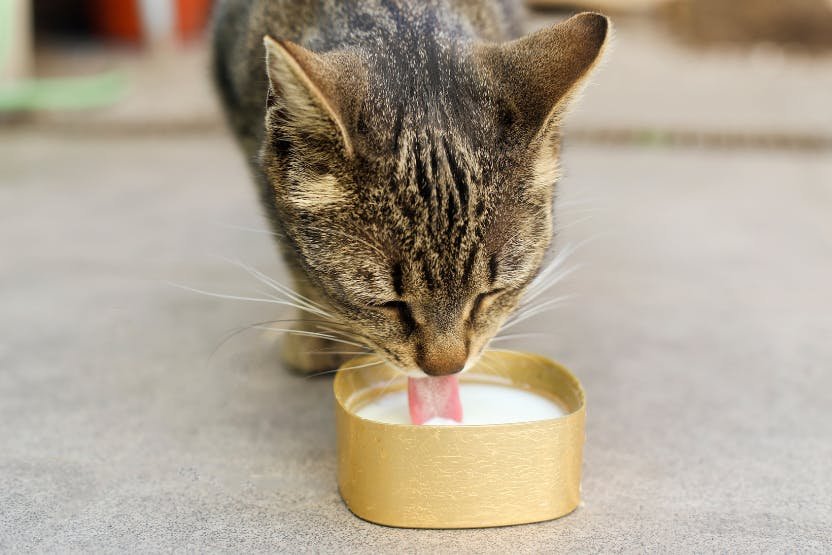 Cats Drink Milk