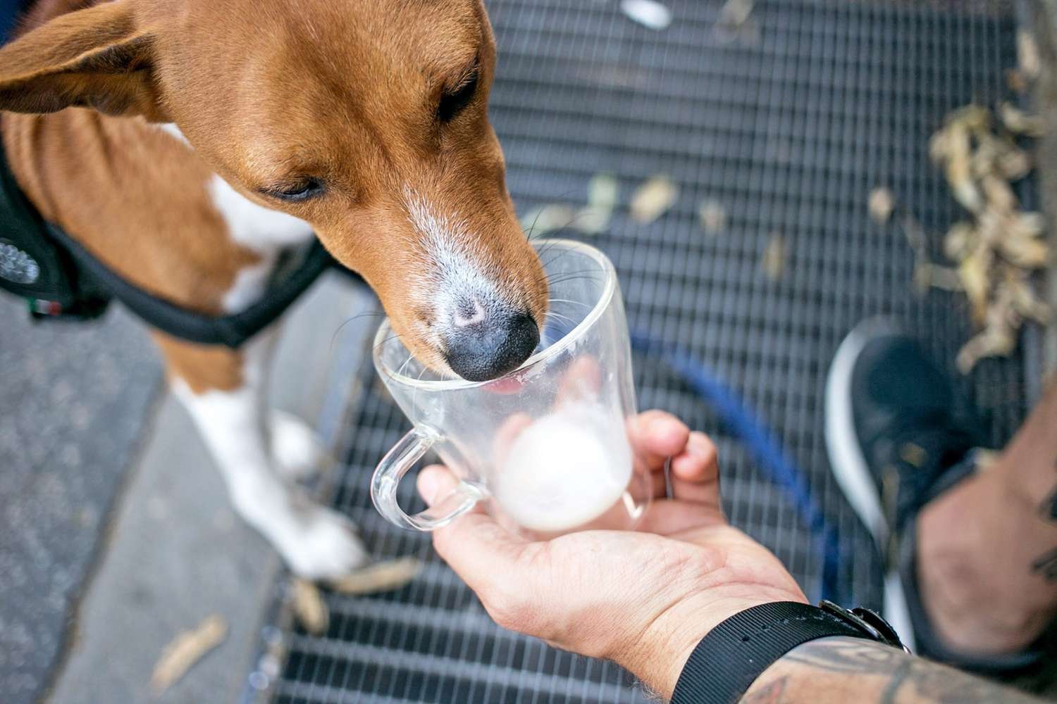 dog drink goat milk
