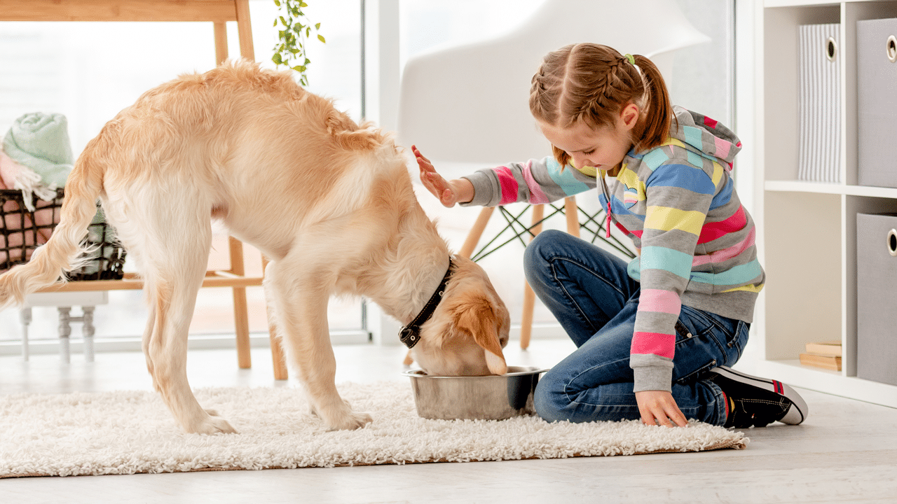 pet parents feed dog