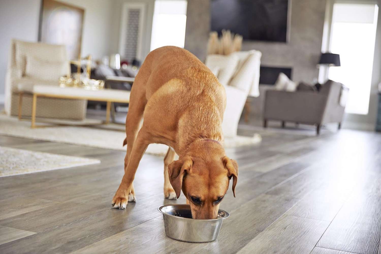 dog food