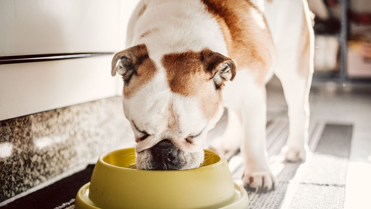  food for dogs