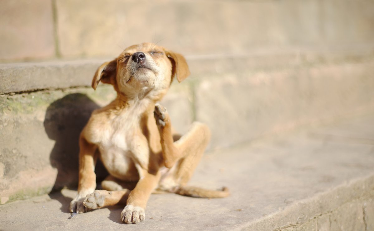 dog skin allergy