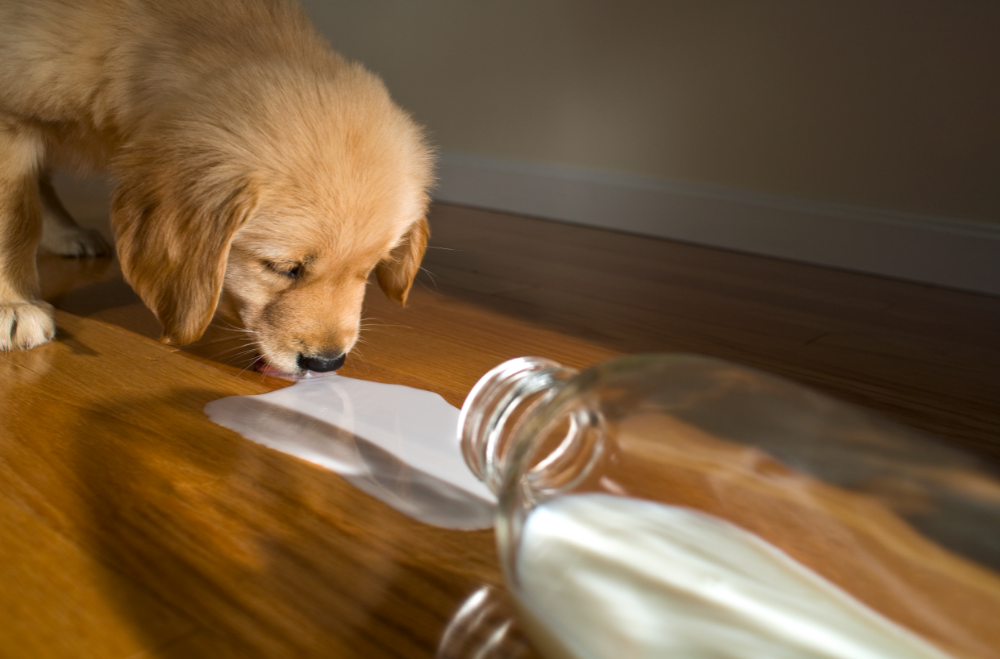 Goat Milk for Dogs