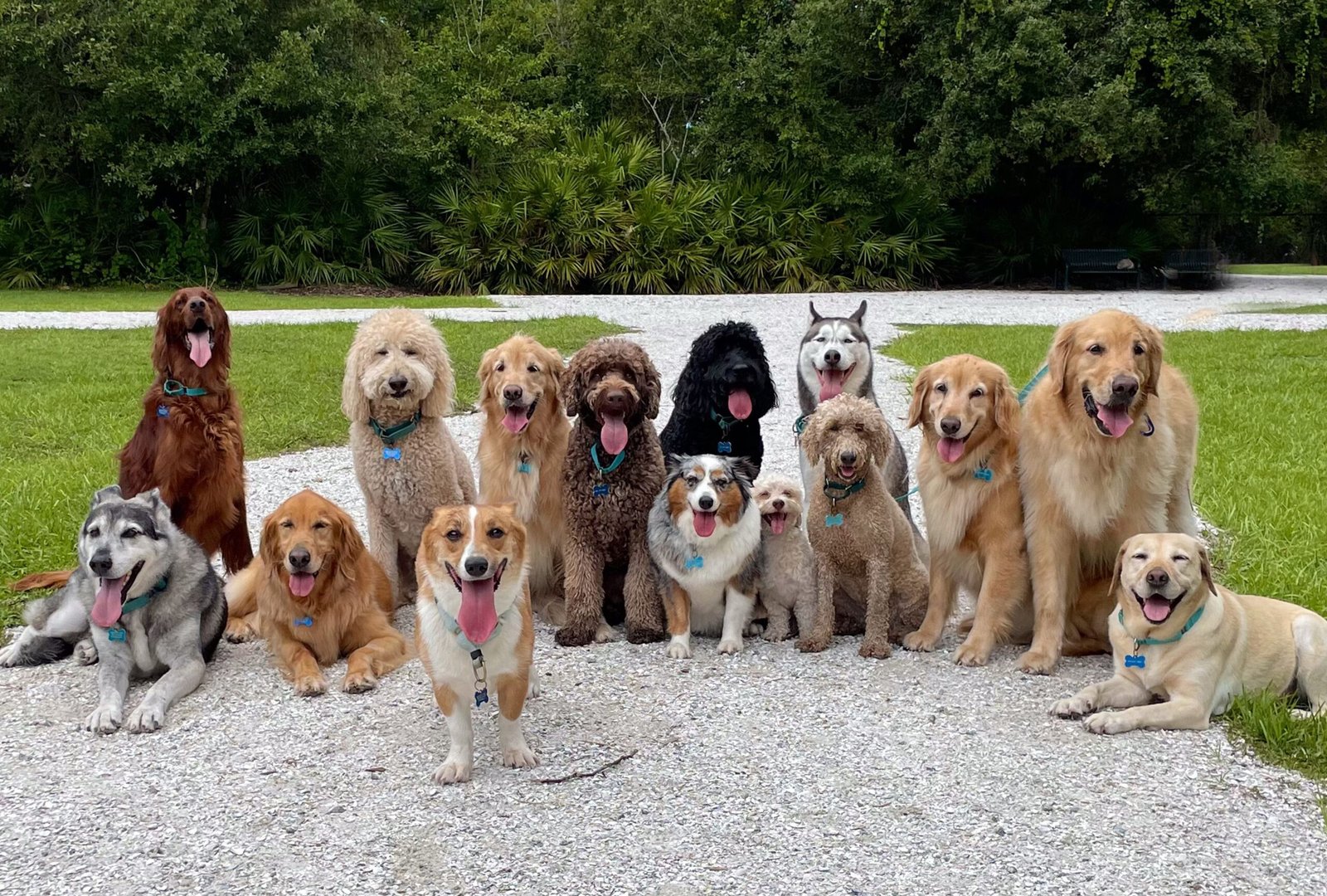 dog breed