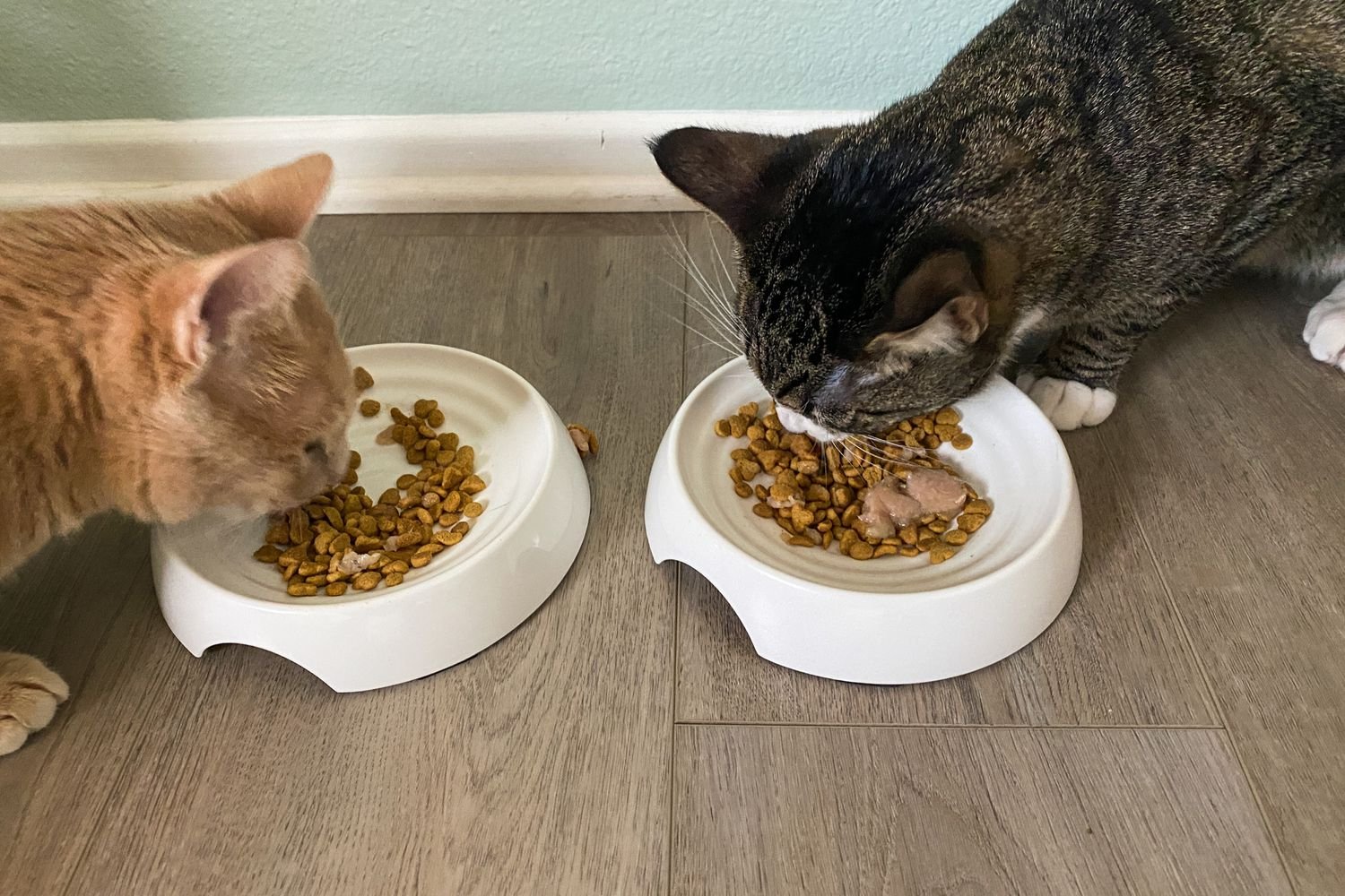 cat eating food