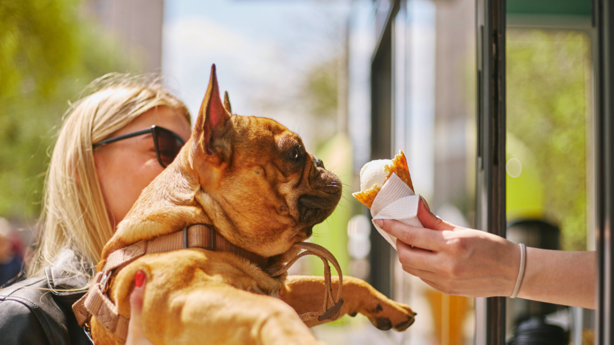 dog enjoy with pet parent