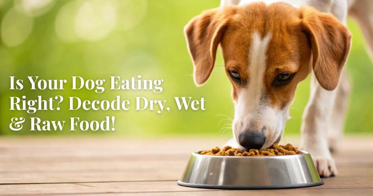 Is Your Dog’s Food Actually Healthy? Here’s What Experts Say