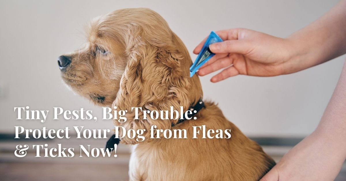 Is Your Dog Scratching Nonstop? It Might Be More Serious Than You Think