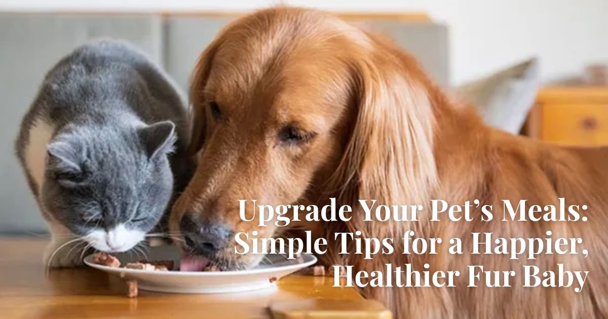 How to Boost Your Pet’s Diet the Right Way: Tips for Healthy Dogs & Cats
