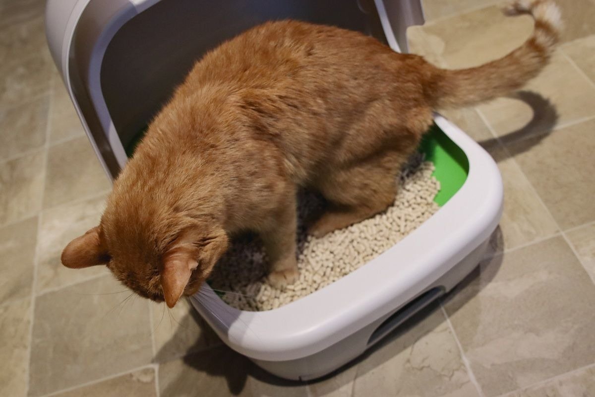 cat diarrhea