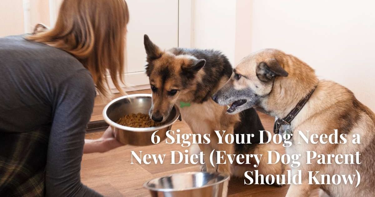 Spot Six Signs: How Your Dog’s Diet May Not Be Working