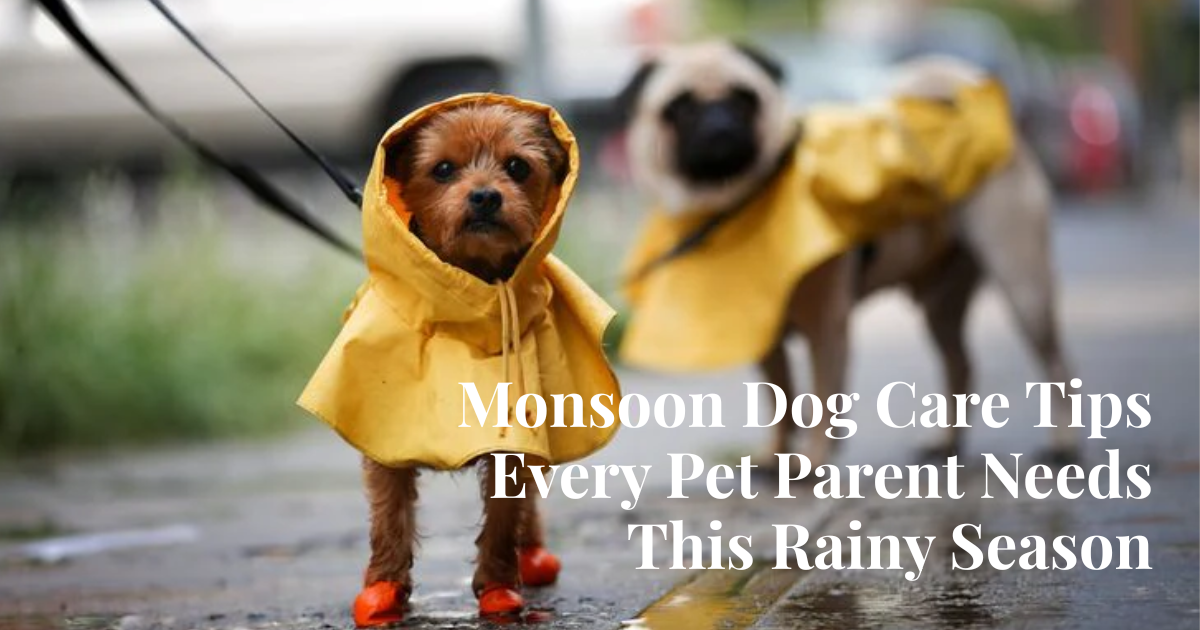 Monsoon Dog Care Tips Every Pet Parent Needs This Rainy Season