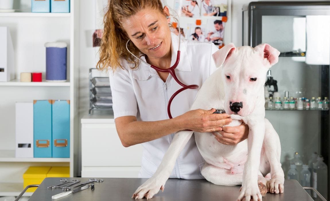 dog vet checkup