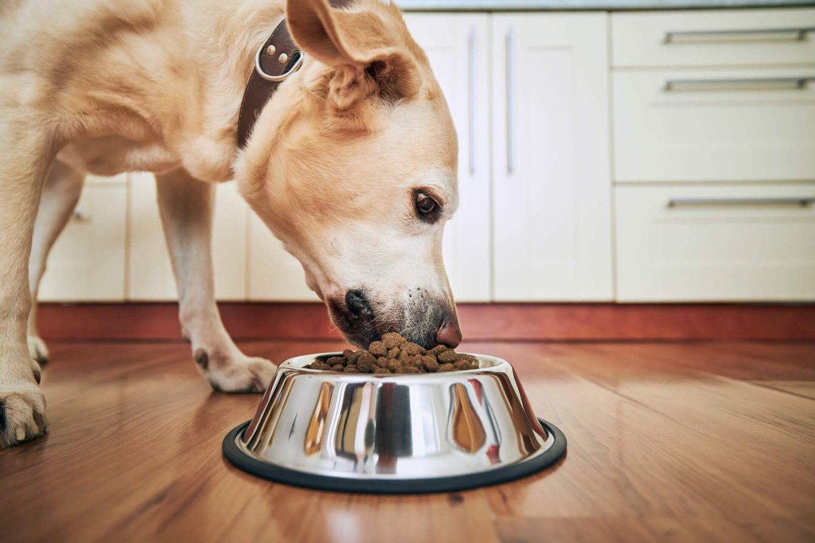 Dog Nutrition