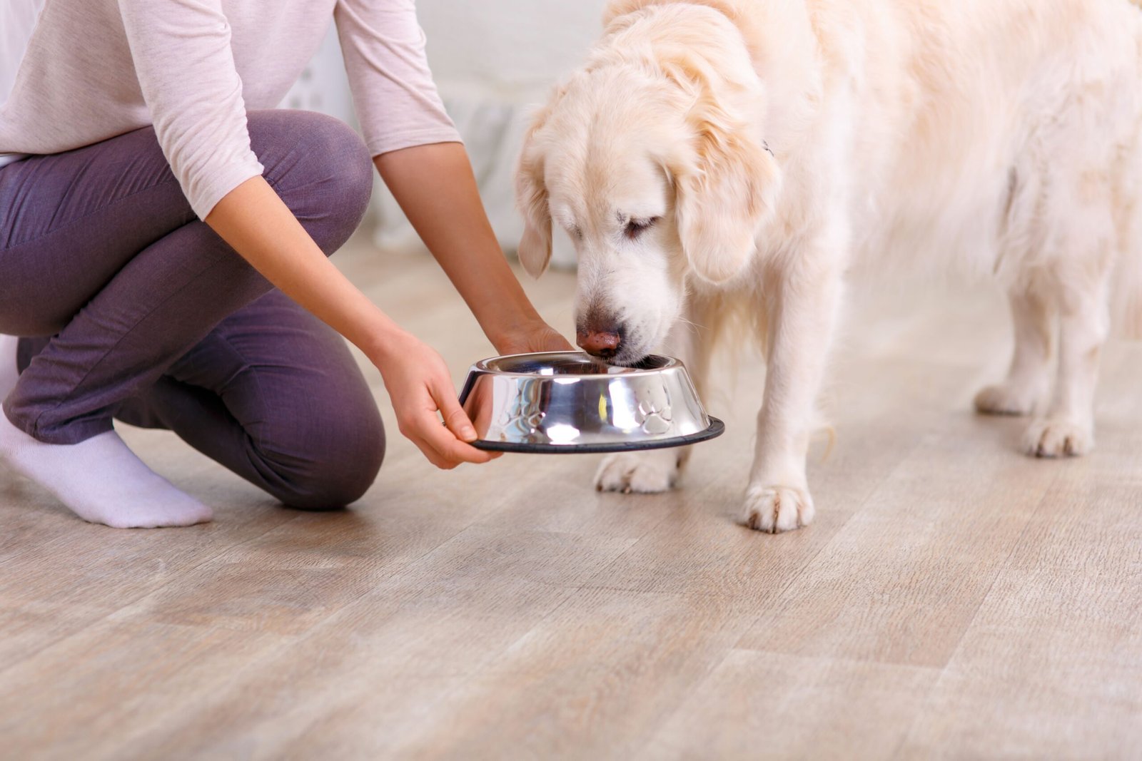 dog diet 