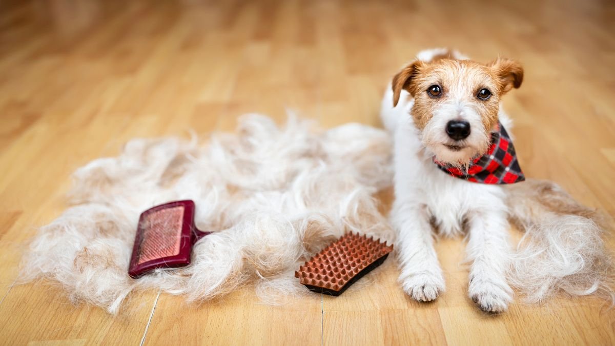 food allergy symptoms for dog 