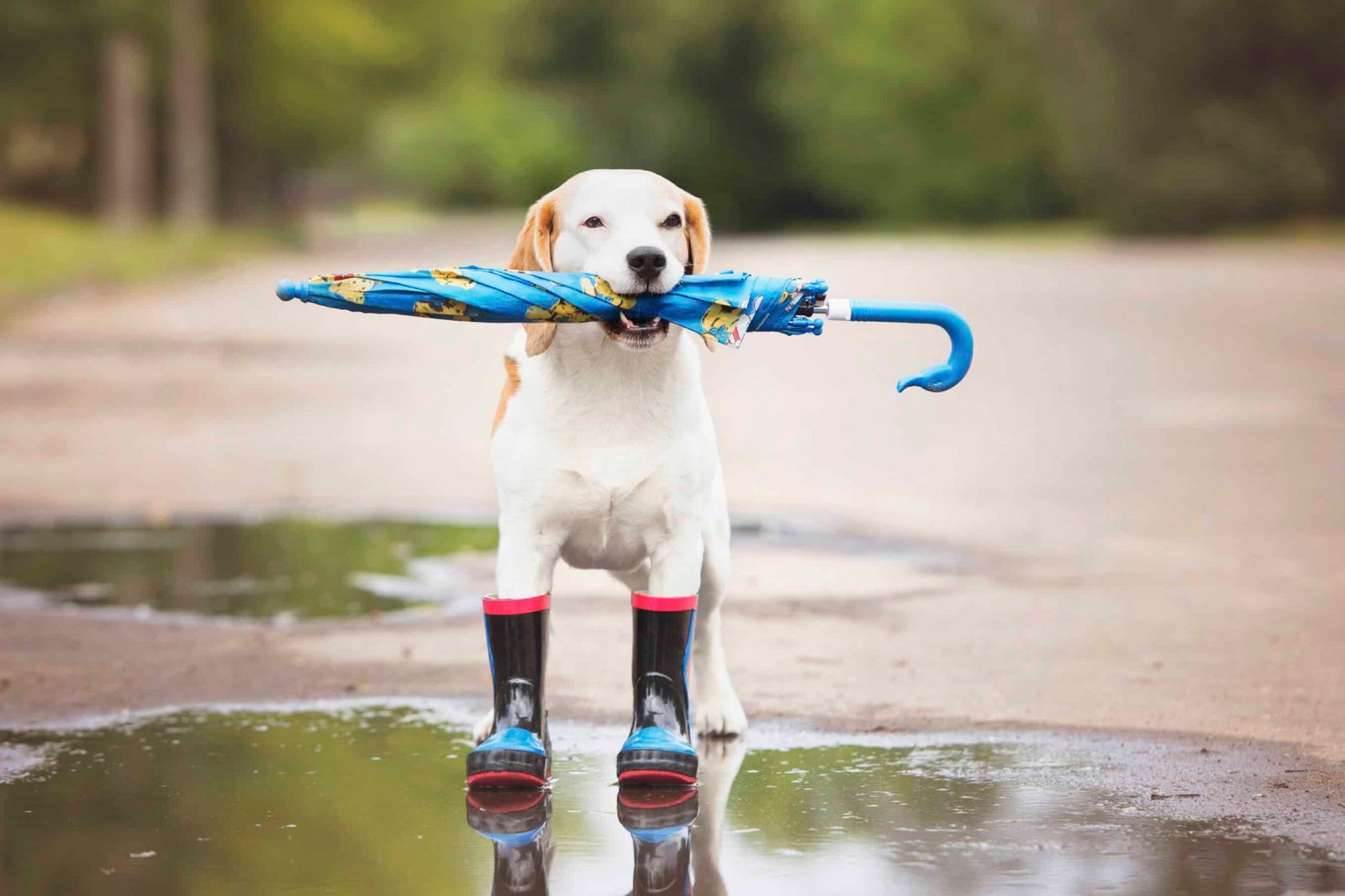 dog in rain