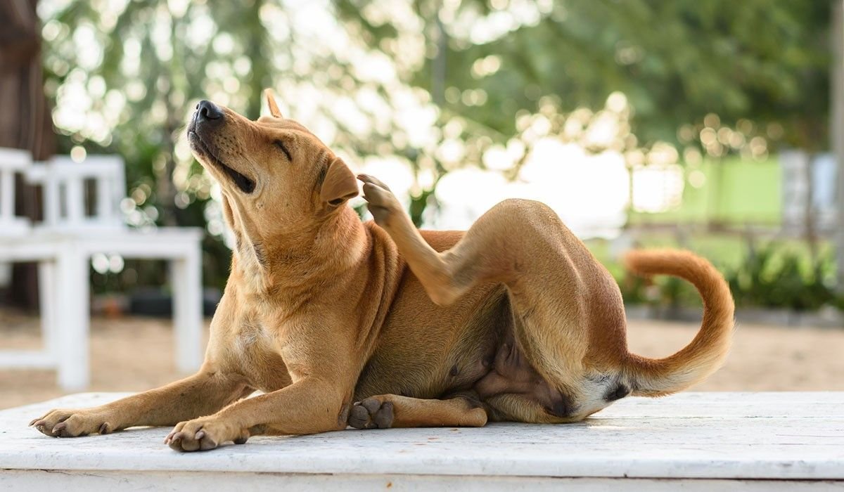 dog Skin problems