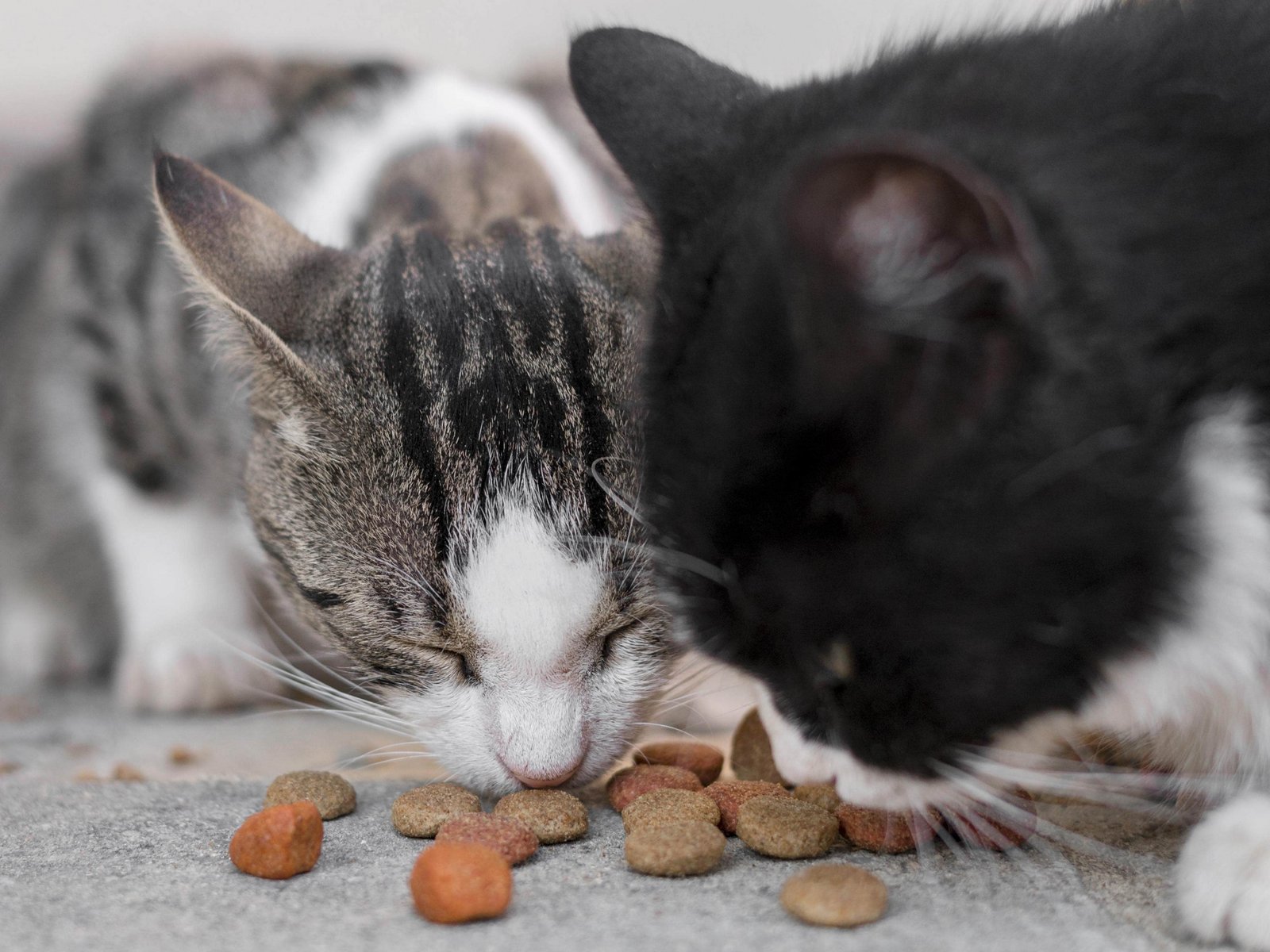 Cat Nutrition