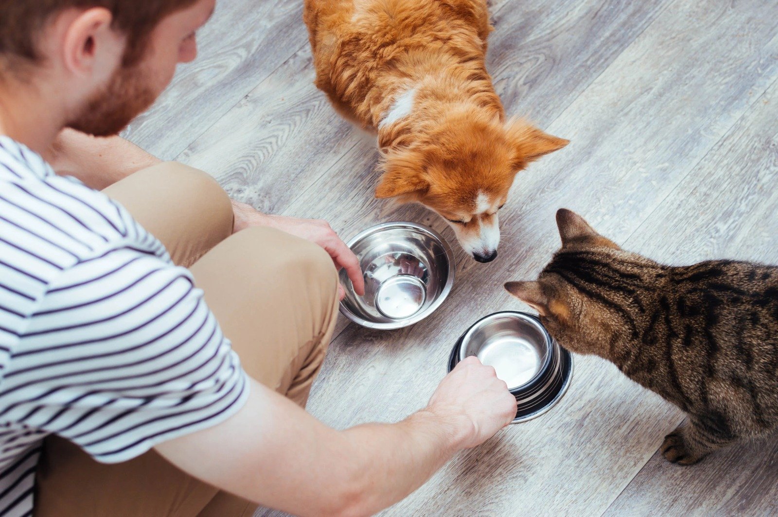 Food for Dogs & Cats 