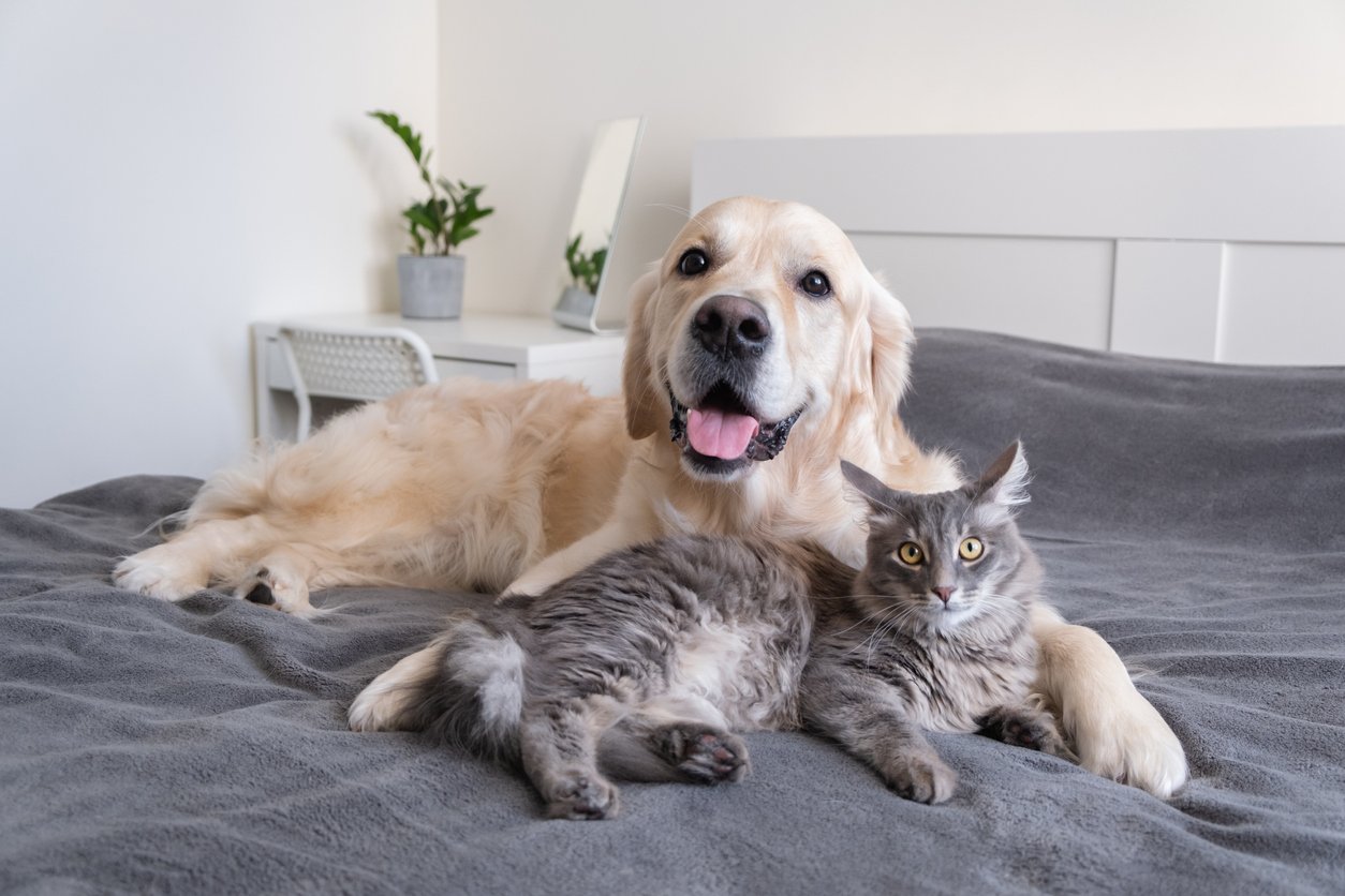  Nutrition Tips for Dogs & Cats 