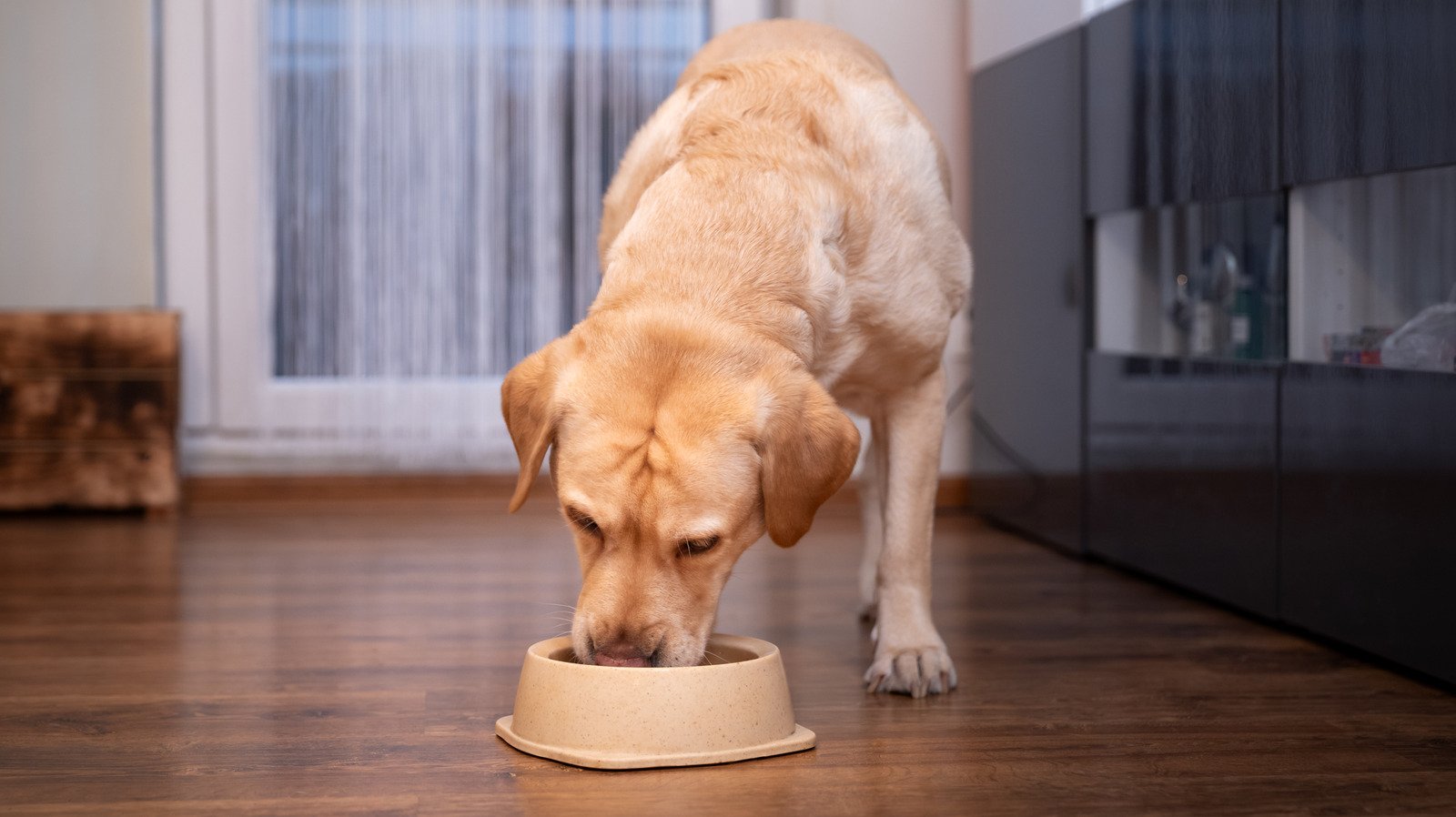Dog food allergy symptoms
