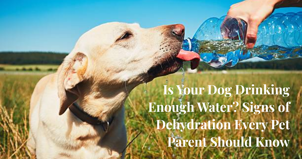 Water, Woofs, and Worries: Why Dehydration in Dogs May Be a Silent Danger