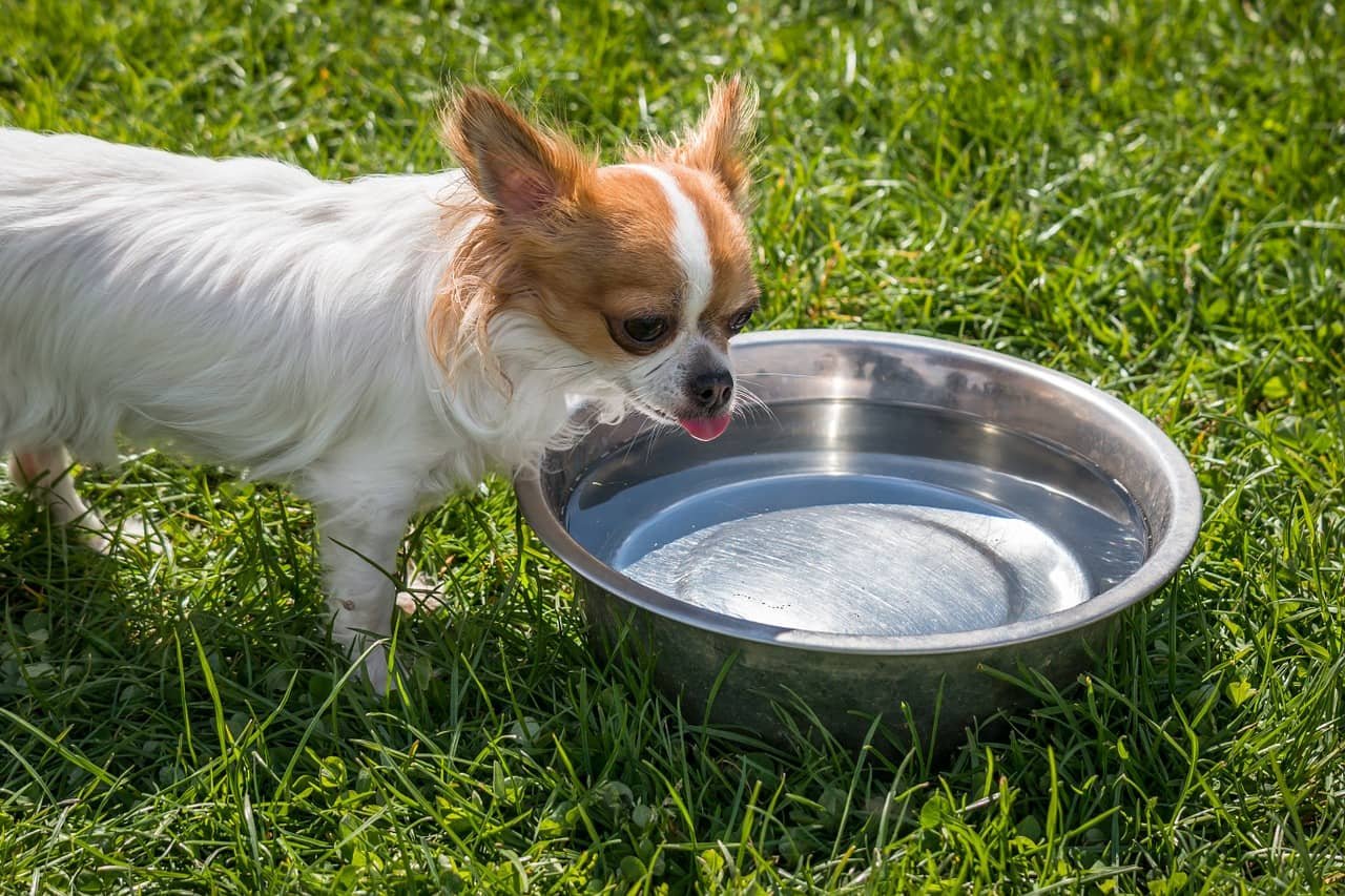 signs of dehydration in dogs