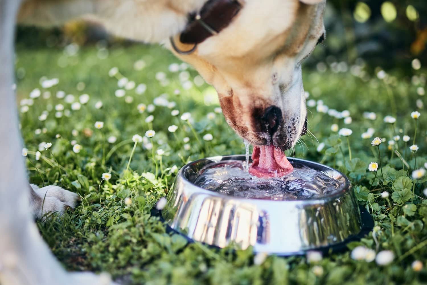 dog hydration