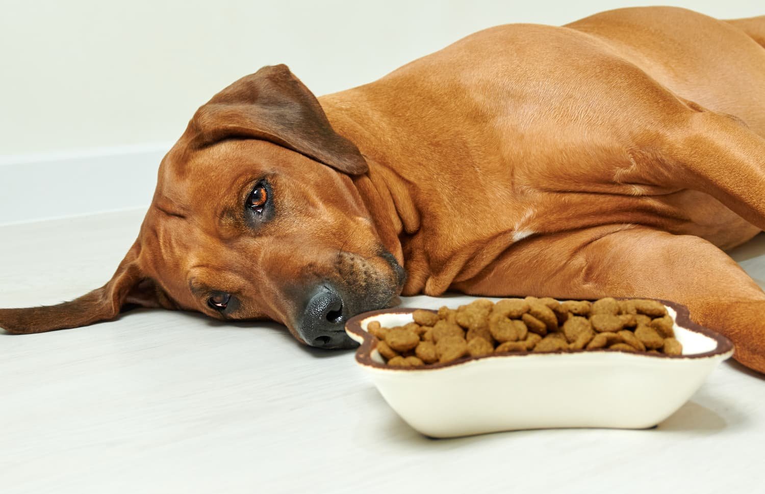 Probiotic supplements for dogs,