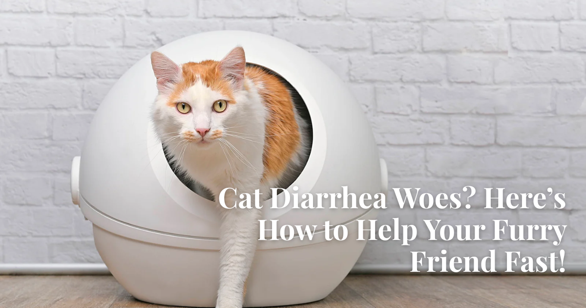 Cat Diarrhea Isn’t Random – Here’s What Your Kitty Is Telling You