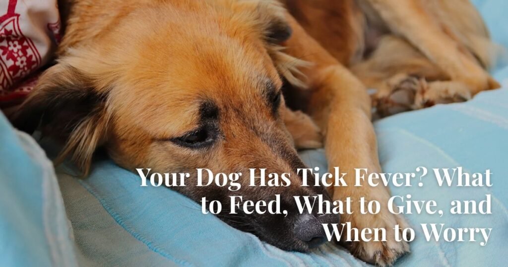 tick fever in dogs