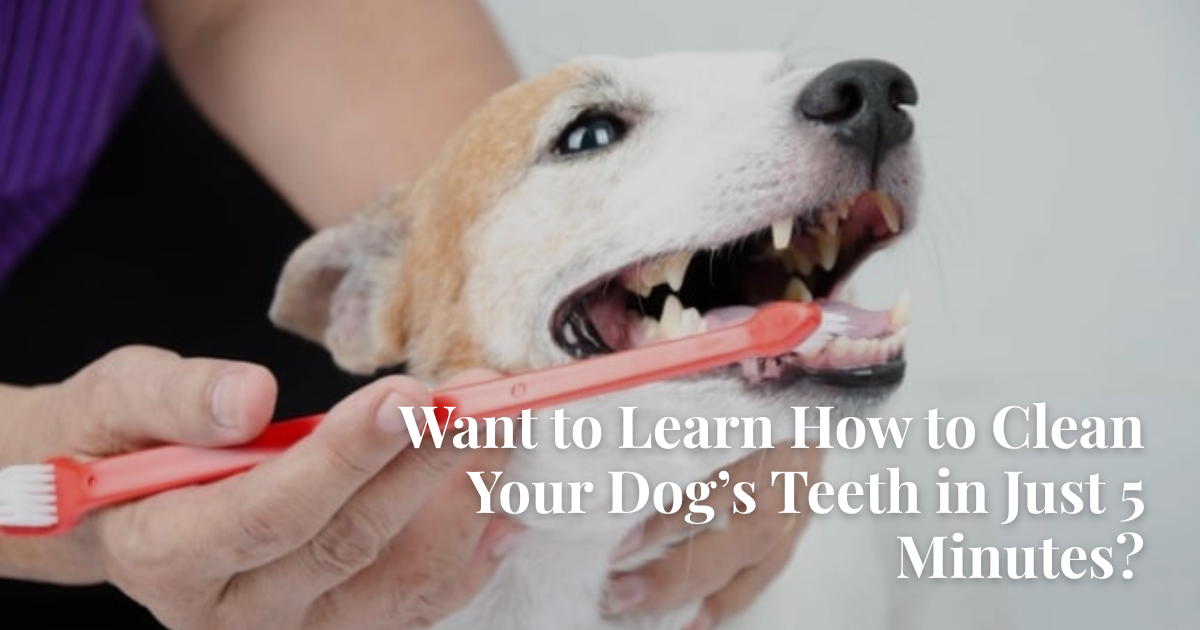 The 5-Minute Dragon Breath Fix: A Survival Guide for Busy Dog Parents