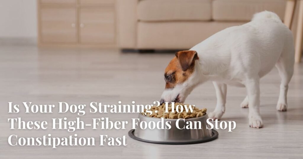 High-Fiber Foods for Dogs